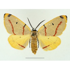 /filer/webapps/moths/media/images/T/terinata_Phoenicocampa_AF_TMSA.jpg