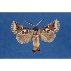 /filer/webapps/moths/media/images/S/shimonii_Arbelodes_HT_ZMHB.jpg