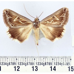 /filer/webapps/moths/media/images/I/illustrata_Cerocala_AF_BMNH.jpg