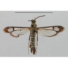 /filer/webapps/moths/media/images/A/abdominalis_Lophoceps_ST_BMNH_01.jpg