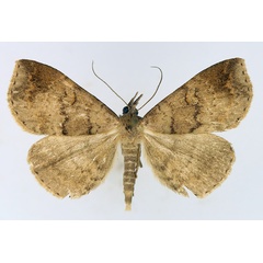 /filer/webapps/moths/media/images/P/poliophaea_Aburina_AM_TMSA_02.jpg
