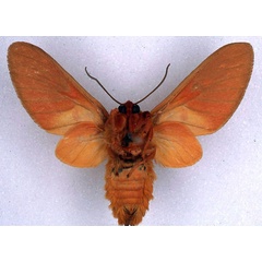 /filer/webapps/moths/media/images/M/micromacula_Balacra_ST_BMNH_02.jpg