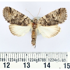 /filer/webapps/moths/media/images/R/recurrens_Proruaca_AM_BMNH.jpg