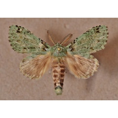 /filer/webapps/moths/media/images/M/moza_Desmeocraera_AM_Butler.jpg