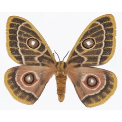 /filer/webapps/moths/media/images/Z/zaddachii_Bunaeopsis_AF_Basquin.jpg