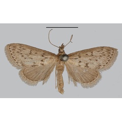 /filer/webapps/moths/media/images/M/melanostictalis_Pionea_LT_BMNH.jpg