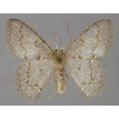 /filer/webapps/moths/media/images/G/glacialis_Metallochlora_A_ZSM_01.jpg