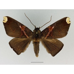 /filer/webapps/moths/media/images/R/remaudi_Megacephalomana_AM_Basquin_01.jpg
