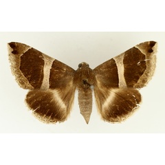 /filer/webapps/moths/media/images/L/latifascia_Dysgonia_AF_TMSA.jpg