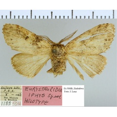 /filer/webapps/moths/media/images/I/iphis_Eurystauridia_HT_NMB.jpg