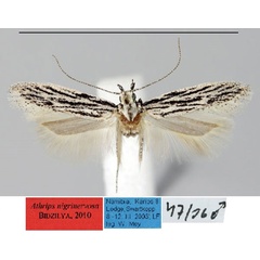 /filer/webapps/moths/media/images/N/nigrinervosa_Athrips_HT_ZMHB.jpg