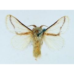 /filer/webapps/moths/media/images/N/neglecta_Parapluda_AM_TMSA_02.jpg