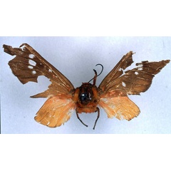 /filer/webapps/moths/media/images/C/caeruleifascia_Balacra_HT_BMNH_01.jpg