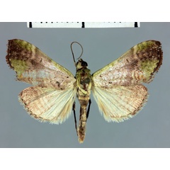 /filer/webapps/moths/media/images/A/anosibalis_Megarthria_HT_MNHN.jpg