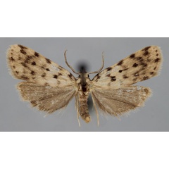/filer/webapps/moths/media/images/P/punctipennis_Siccia_A_BMNH.jpg