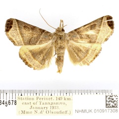 /filer/webapps/moths/media/images/P/peratosema_Nyctennomos_AM_BMNH.jpg