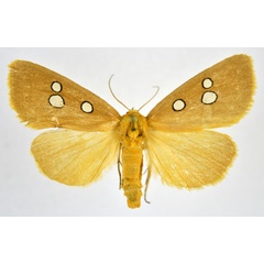 /filer/webapps/moths/media/images/P/phedonia_Rhadinophora_AF_NHMO.jpg
