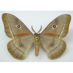 /filer/webapps/moths/media/images/E/ellisoni_Gonimbrasia_HT_NHMUKb.jpg