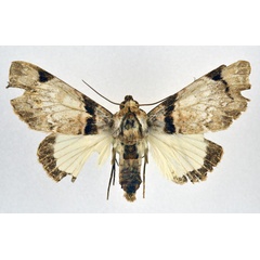 /filer/webapps/moths/media/images/M/magnifica_Amblyprora_AF_NHMO.jpg