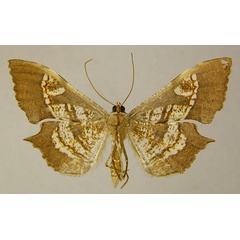 /filer/webapps/moths/media/images/O/obliquata_Psilocladia_AF_ZSMb.jpg