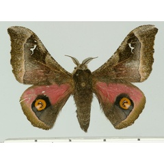 /filer/webapps/moths/media/images/H/hansali_Ludia_AM_Basquin_02.jpg
