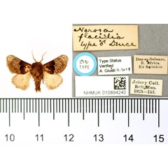 /filer/webapps/moths/media/images/F/flaccidia_Narosa_HT_BMNH.jpg