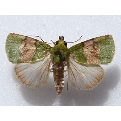 /filer/webapps/moths/media/images/P/phoenicochlora_Lophocrama_A_Goff_02.jpg
