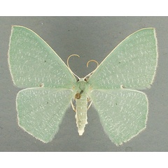 /filer/webapps/moths/media/images/D/dorsipunctata_Prasinocyma_AF_TMSA.jpg