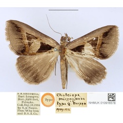 /filer/webapps/moths/media/images/M/microgonia_Chalciope_HT_BMNH_JggFt7Y.jpg