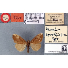 /filer/webapps/moths/media/images/A/acroleuca_Dasychira_HT_BMNHa.jpg