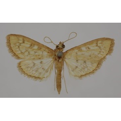 /filer/webapps/moths/media/images/S/sulphureotincta_Syllepte_HT_BMNH.jpg