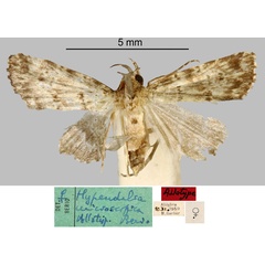 /filer/webapps/moths/media/images/M/microscopica_Hypendalia_AT_MNHN.jpg