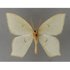 /filer/webapps/moths/media/images/P/persimilis_Berta_A_ZSM_02.jpg