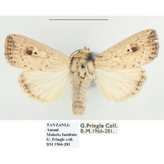 /filer/webapps/moths/media/images/A/atrimacula_Mythimna_AM_BMNH.jpg