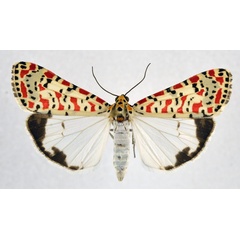 /filer/webapps/moths/media/images/P/pulchella_Utetheisa_AM_NHMO.jpg