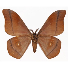 /filer/webapps/moths/media/images/O/occidentalis_Gonimbrasia_AM_Basquinb.jpg