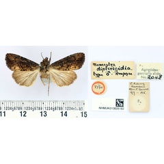 /filer/webapps/moths/media/images/D/dipterigidia_Mamestra_HT_BMNH.jpg