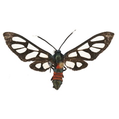 /filer/webapps/moths/media/images/K/kilimandjaronis_Amata_AF_Haynes_02.jpg
