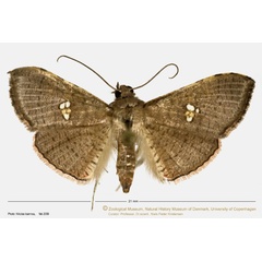 /filer/webapps/moths/media/images/M/myrsusalis_Banisia_A_ZMUC.jpg
