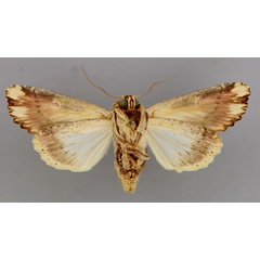 /filer/webapps/moths/media/images/N/nigricostata_Neostichtis_A_RMCA_02.jpg