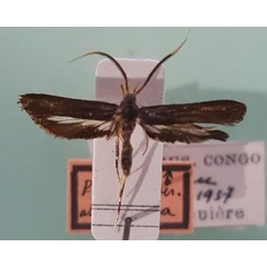 /filer/webapps/moths/media/images/C/cyanea_Ptilothyris_HT_RMCA.jpg