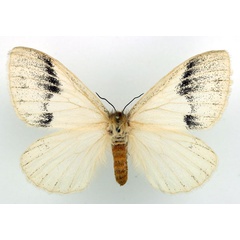 /filer/webapps/moths/media/images/A/alba_Phiala_AF_Basquin.jpg