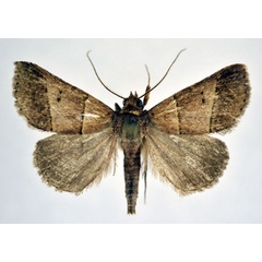 /filer/webapps/moths/media/images/M/megarthra_Plecoptera_A_NHMO.jpg