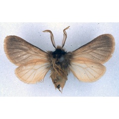 /filer/webapps/moths/media/images/P/pallida_Automolis_HT_BMNH_02.jpg
