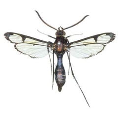 /filer/webapps/moths/media/images/R/rybalovi_Macrotarsipodes_PTM_COGMa.jpg