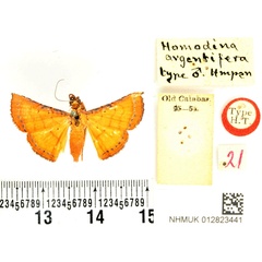 /filer/webapps/moths/media/images/A/argentifera_Homodina_HT_BMNH.jpg