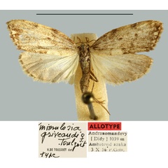 /filer/webapps/moths/media/images/G/griveaudianus_Mimulosia_AT_MNHN.jpg