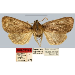 /filer/webapps/moths/media/images/N/nigribasis_Poeonoma_HT_MNHN.jpg