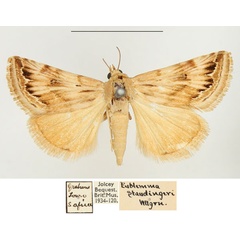 /filer/webapps/moths/media/images/S/staudingeri_Eublemma_AM_BMNH_01.jpg