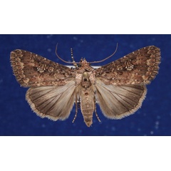 /filer/webapps/moths/media/images/C/capensis_Condica_A_Schellhorn.jpg